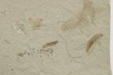 Eocene Fossil Cricket (Orthoptera) - Green River Formation #213340-2